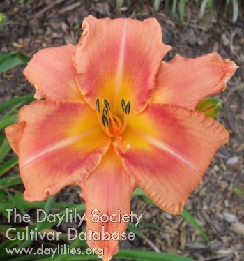 Daylily Decatur Apricot